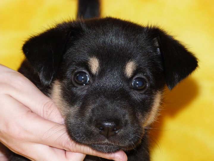 chinook puppy